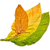 Tobacco Flavorings