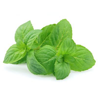 Fresh Vapors e-Liquid - Spearmint